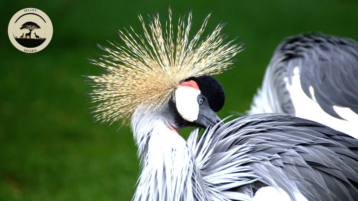 Kenya Safari Bird Checklist for Twitchers | Valley Safaris