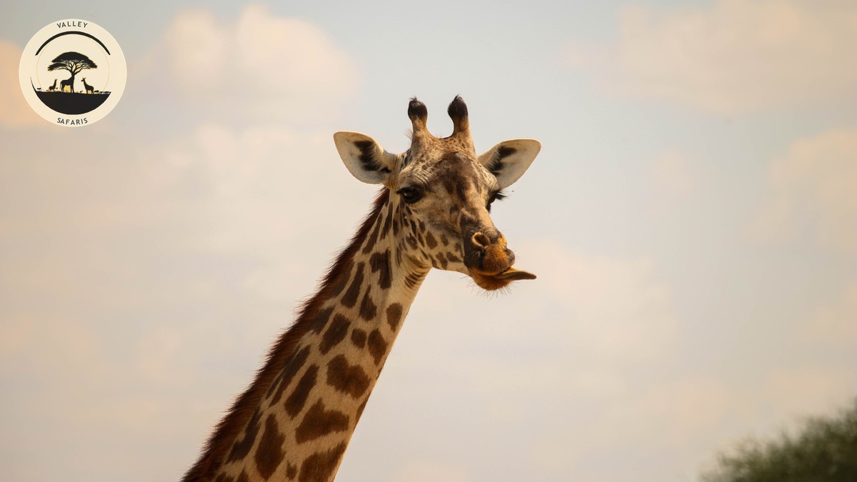 Kenya Safari Bird Checklist for Twitchers | Valley Safaris - photo 1