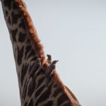 Kenya Safari Birdwatching Best Sites: Add-On Guide