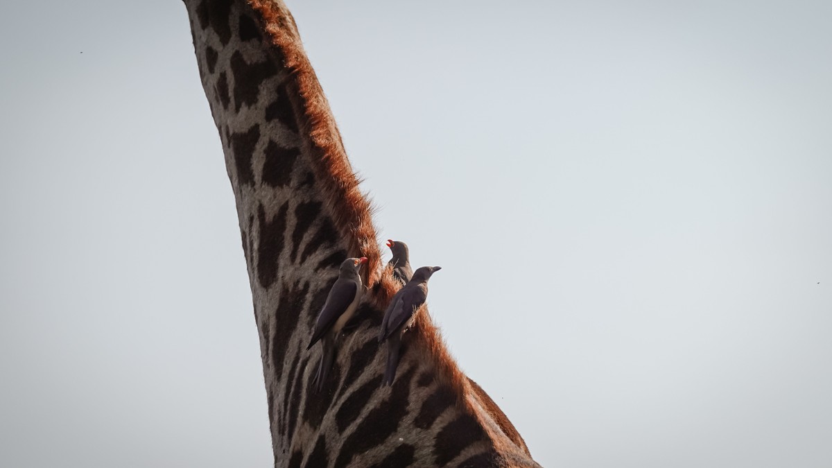Kenya Safari Birdwatching Best Sites: Add-On Guide