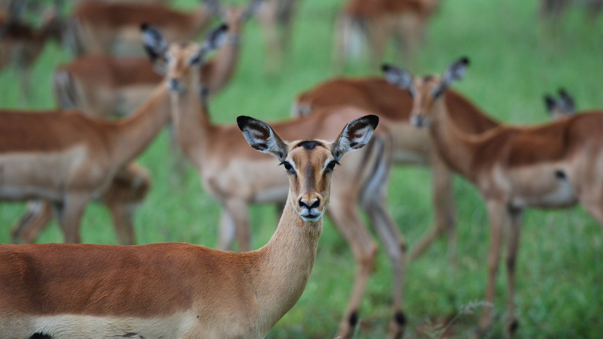 Kenya Safari Birdwatching Best Sites: Add-On Guide - photo 1