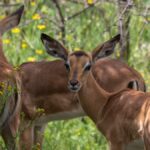 Kenya Safari Guide Languages Spoken: What to Expect