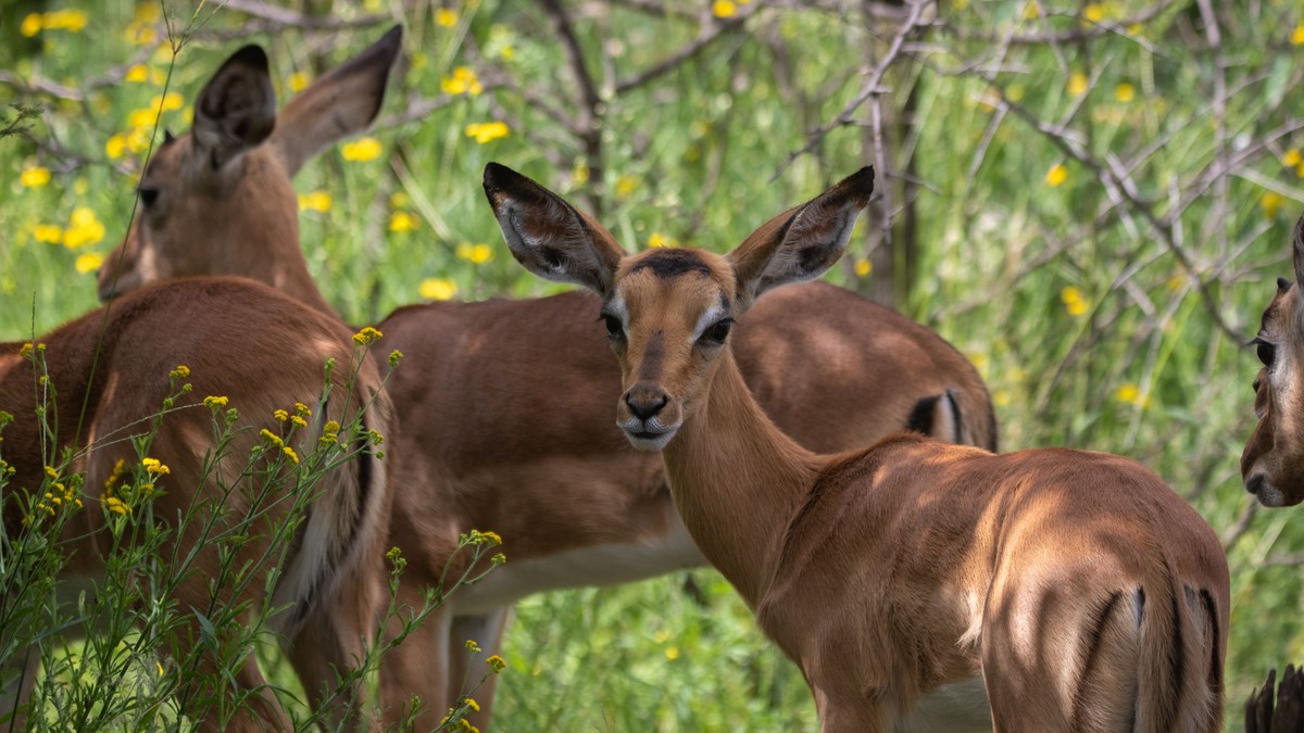 Kenya Safari Guide Languages Spoken: What to Expect