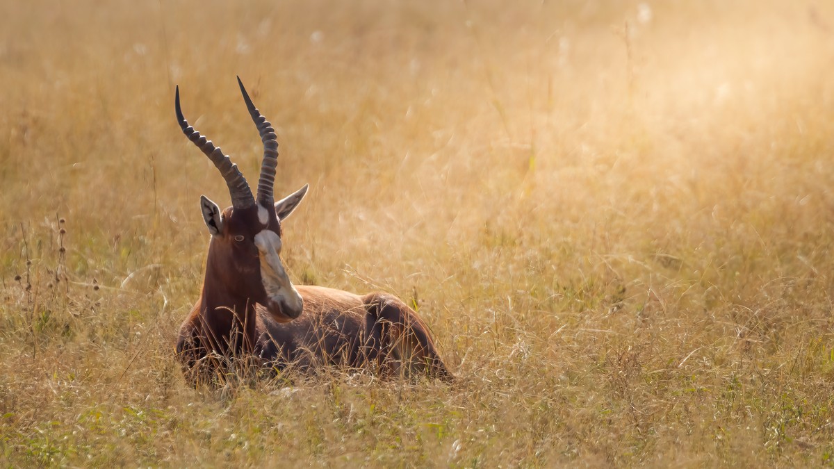 Kenya Safari Guide Languages Spoken: What to Expect - photo 1