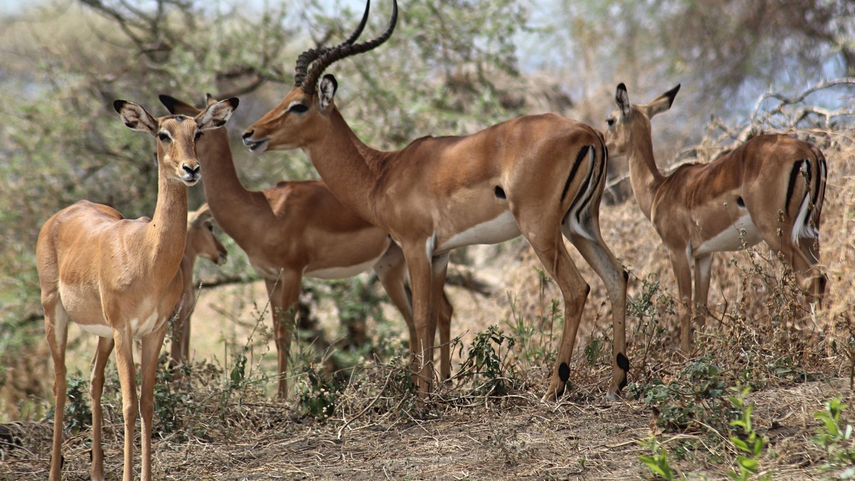 Kenya Safari Guide Languages Spoken: What to Expect - photo 2
