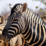 Kenya Safari School Group Educational Trip Guide