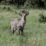 Kenya Safari SIM Card & Internet Connectivity Guide
