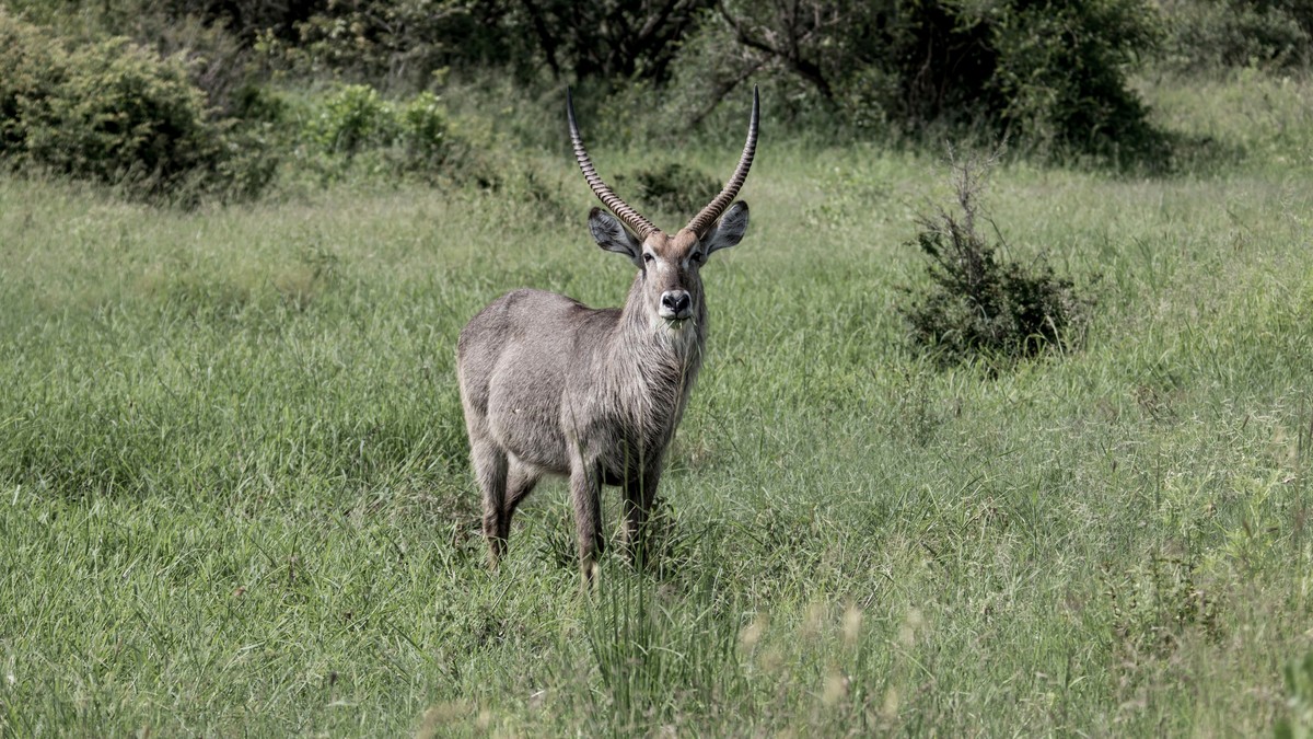 Kenya Safari SIM Card & Internet Connectivity Guide