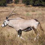 Kenya Safari Tipping Guide: How Much to Tip Per Day
