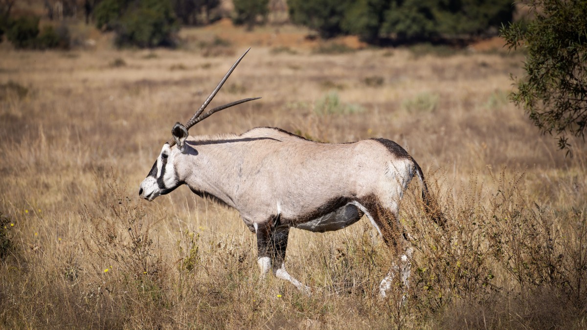 Kenya Safari Tipping Guide: How Much to Tip Per Day