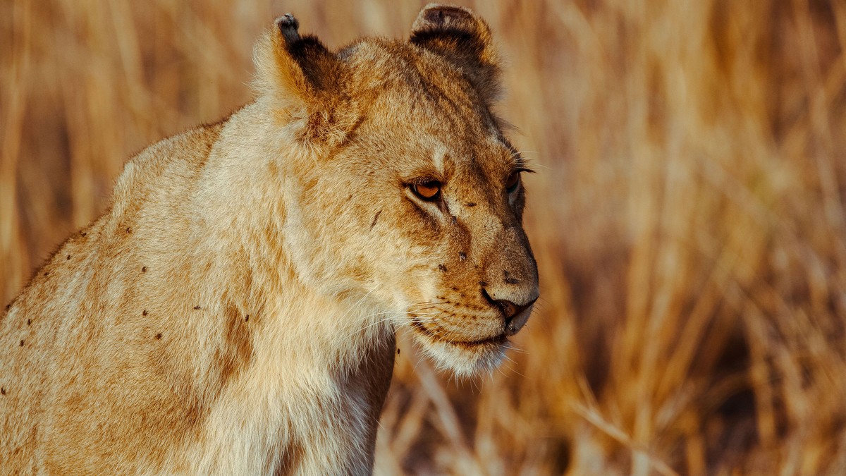 Kenya Safari Tipping Guide: How Much to Tip Per Day - photo 1