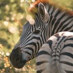 Kenya Safari Travel Insurance Guide: What You Really Need