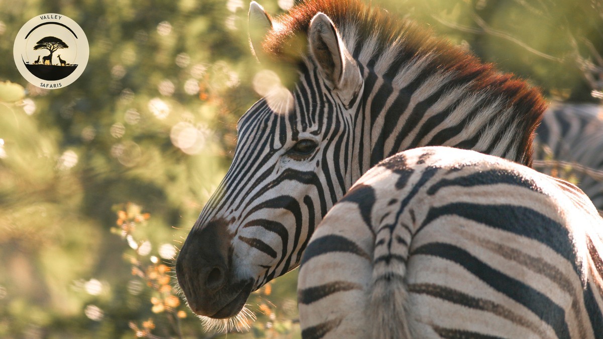 Kenya Safari Travel Insurance Guide: What You Really Need