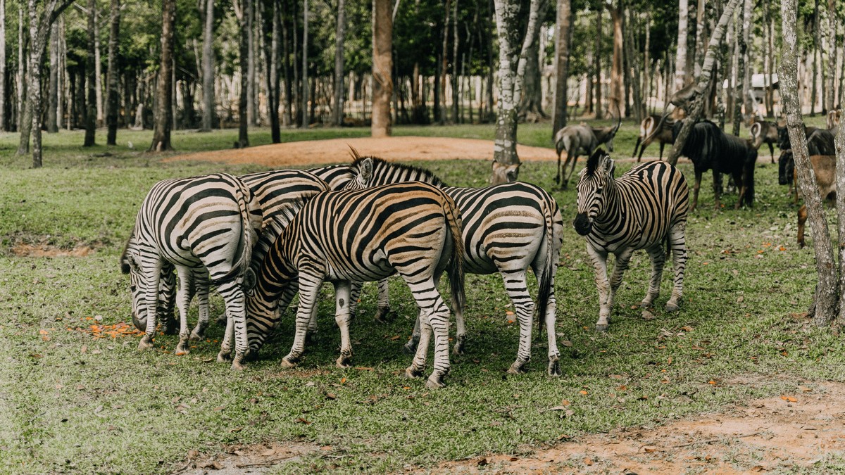 Kenya Safari Trip Cancellation Refund Policy Explained