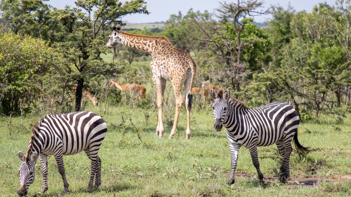 Kenya Safari Vaccinations Required Checklist - photo 2