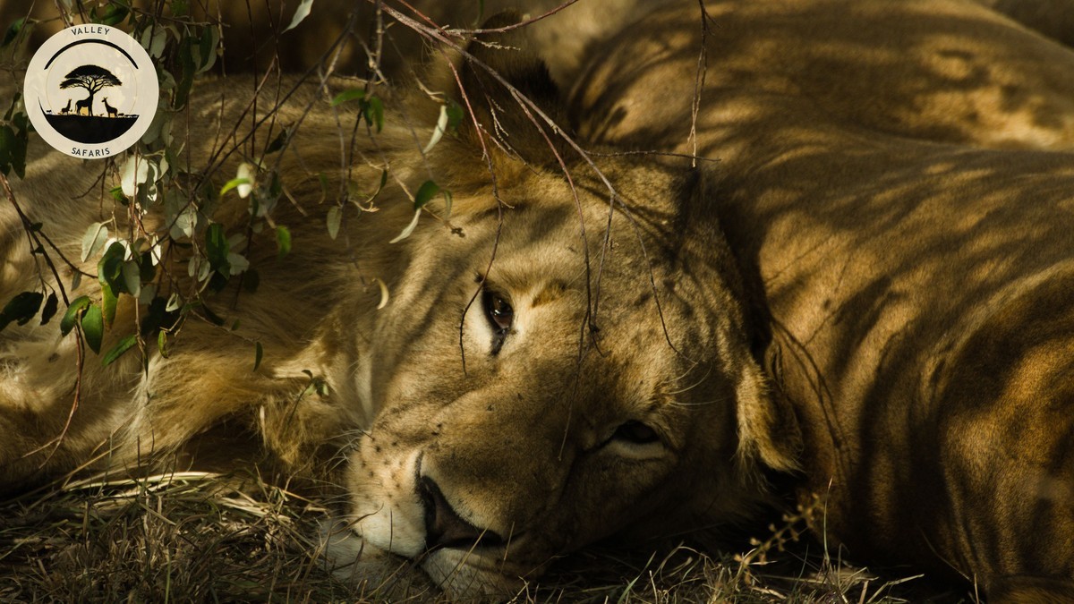Kenya Safari Victoria Falls Combo: A Real Trip Plan