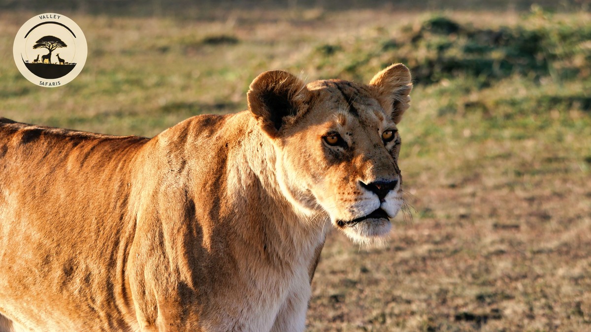 Kenya Safari Victoria Falls Combo: A Real Trip Plan - photo 1