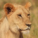 Kenya vs South Africa Safari Comparison for First-Timers