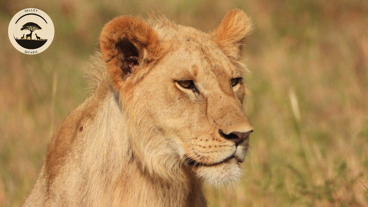 Kenya vs South Africa Safari Comparison for First-Timers