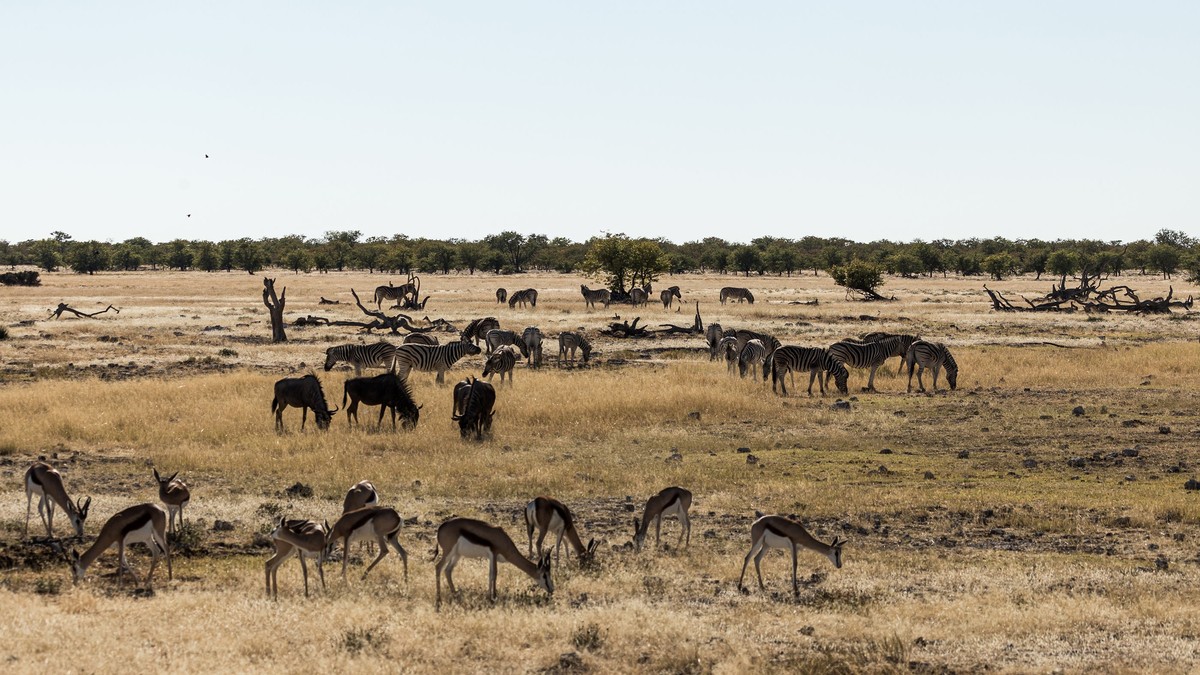 Kenya Safari Weather by Month: Season Guide