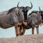 Kenya Safari Weather: El Niño 2026 Forecast Guide