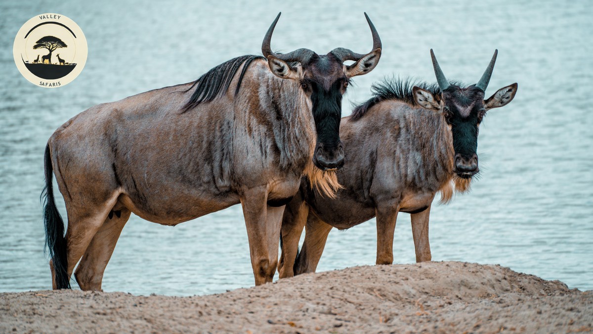 Kenya Safari Weather: El Niño 2026 Forecast Guide