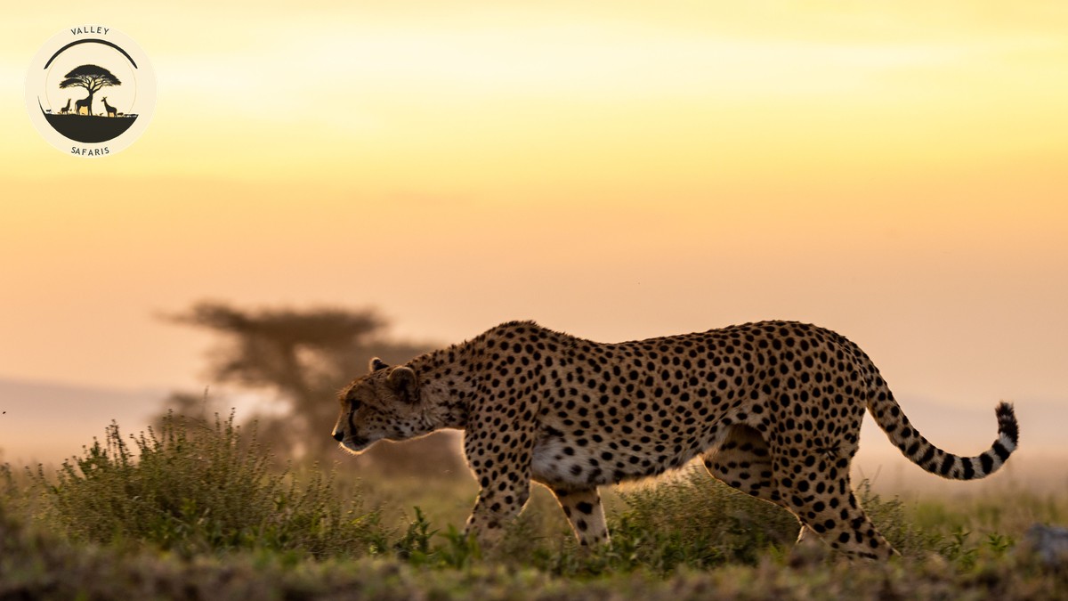Kenya Safari Weather: El Niño 2026 Forecast Guide - photo 1