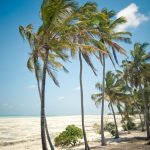 Kenya Safari + Zanzibar Beach Extension: 2026 Guide