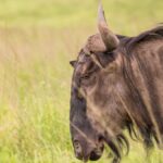 Kenya School Holidays Safari Booking Guide 2026