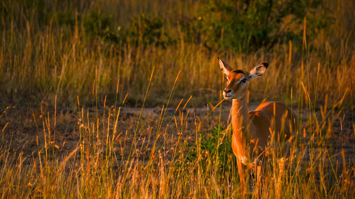 Kenya School Holidays Safari Booking Guide 2026 - photo 2