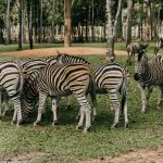 Kenya vs Botswana Safari: Which Should You Choose?