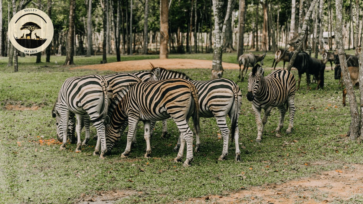 Kenya vs Botswana Safari: Which Should You Choose?