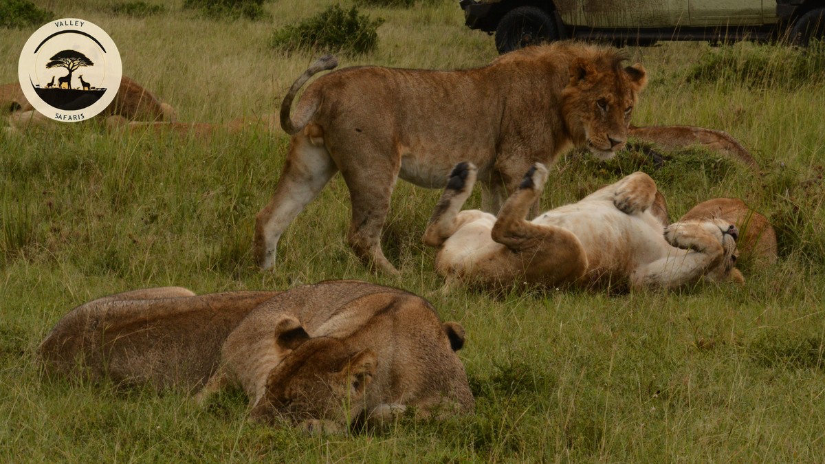 Kenya vs Botswana Safari: Which Should You Choose? - photo 2