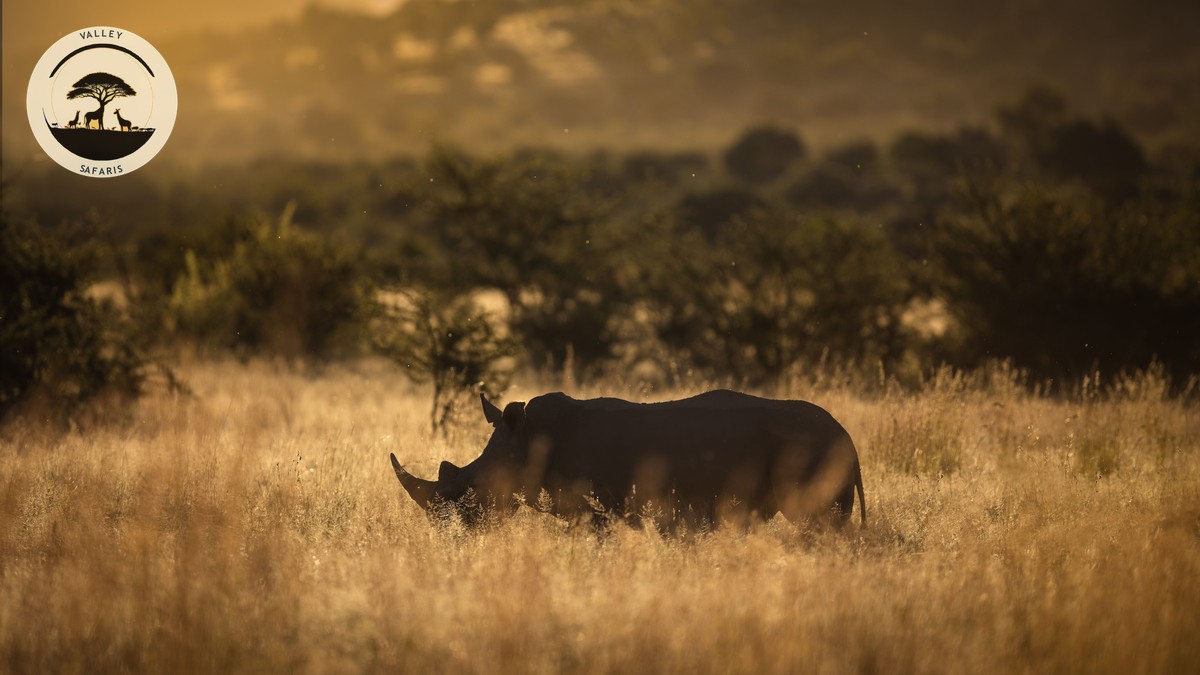 Kenya vs Rwanda Safari: Which Should You Book First? - photo 1