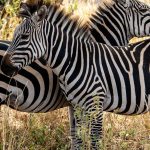 Kenya vs South Africa Safari Comparison Guide