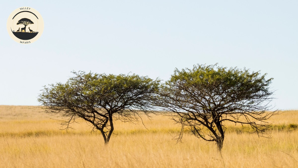 Kenya vs South Africa Safari Comparison Guide - photo 1