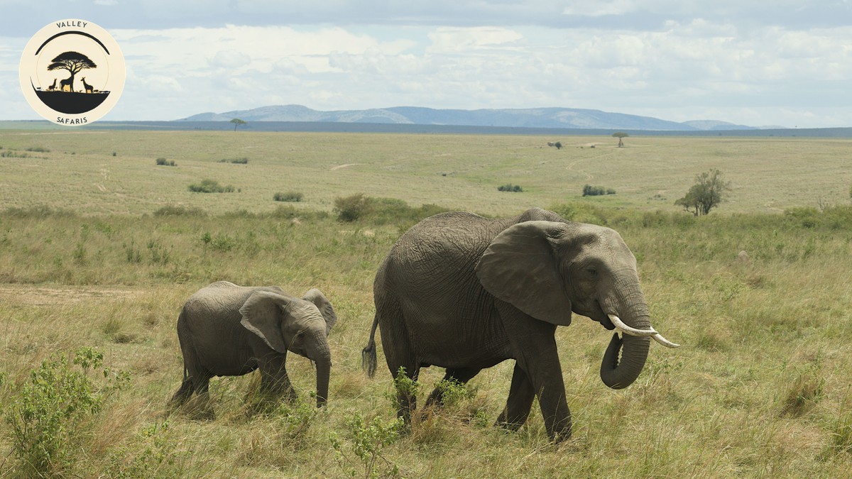 Kenya vs South Africa Safari Comparison Guide - photo 2