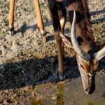 Kenya vs Tanzania Safari Comparison: Which First?