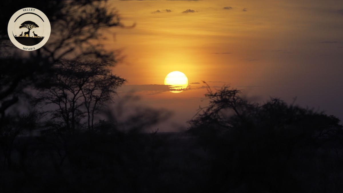 Kenya vs Tanzania Safari Comparison: Which First? - photo 1