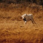 Kenya Wildlife Service Safaricard Park Fees Guide