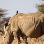 Kenyan Food Dishes to Try on Your Safari Trip