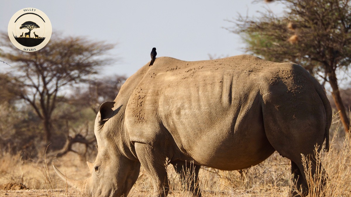 Kenyan Food Dishes to Try on Your Safari Trip