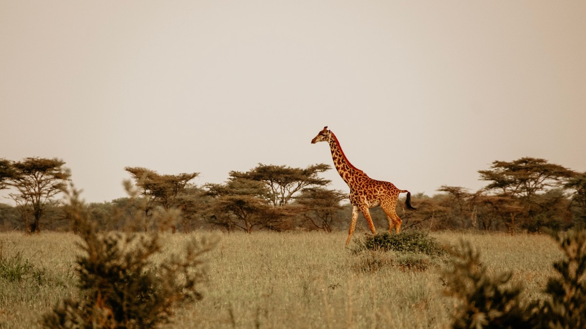 Koobi Fora: Kenya's Cradle of Mankind Fossil Site Guide - photo 1