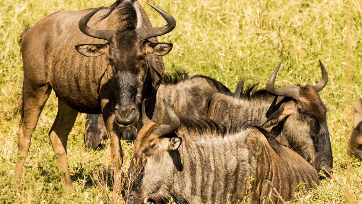 Koobi Fora: Kenya's Cradle of Mankind Fossil Site Guide - photo 2