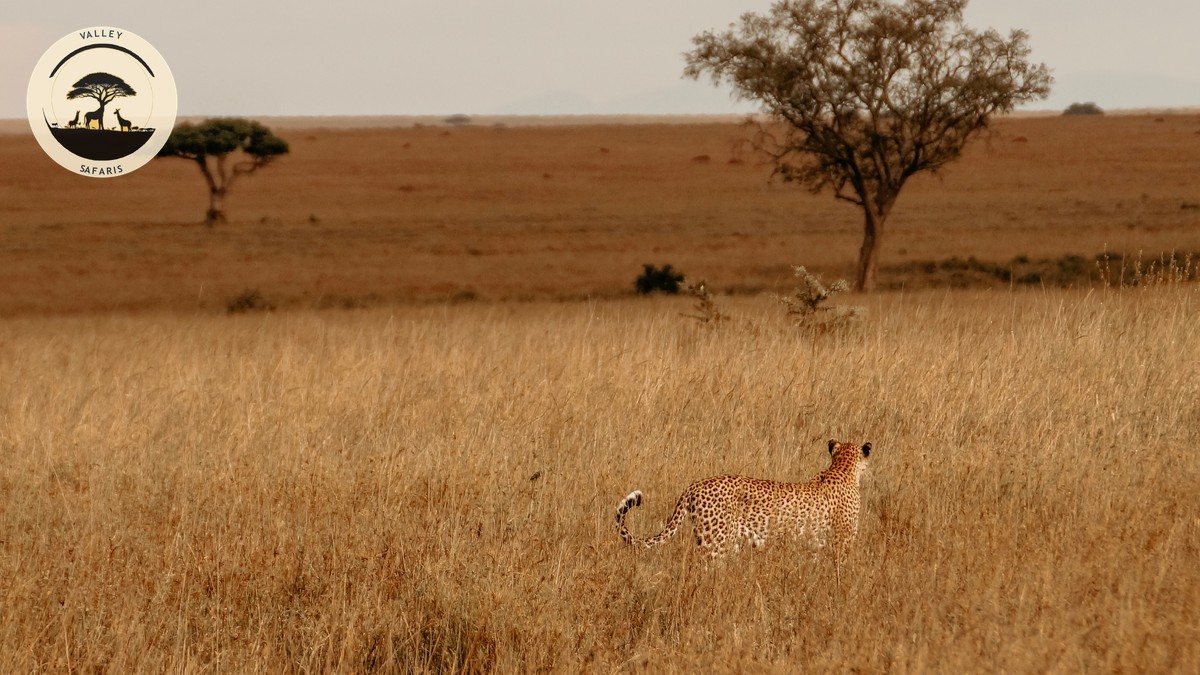 KWS Park Fee Increases 2026: What Changed & Where - photo 1