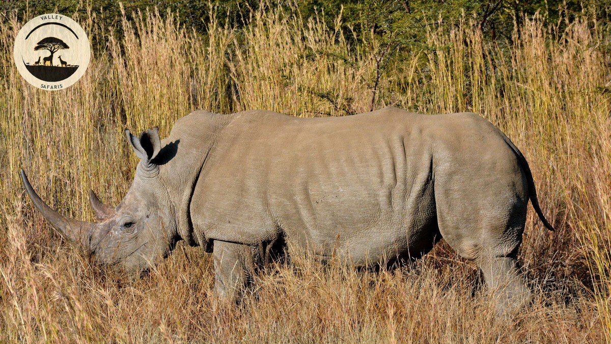 Ol Pejeta vs Lewa vs Borana: Laikipia Conservancies Compared