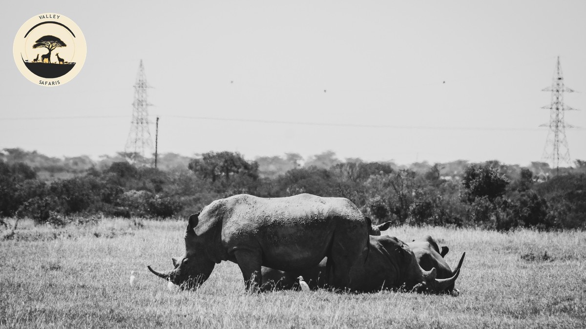 Ol Pejeta vs Lewa vs Borana: Laikipia Conservancies Compared - photo 1