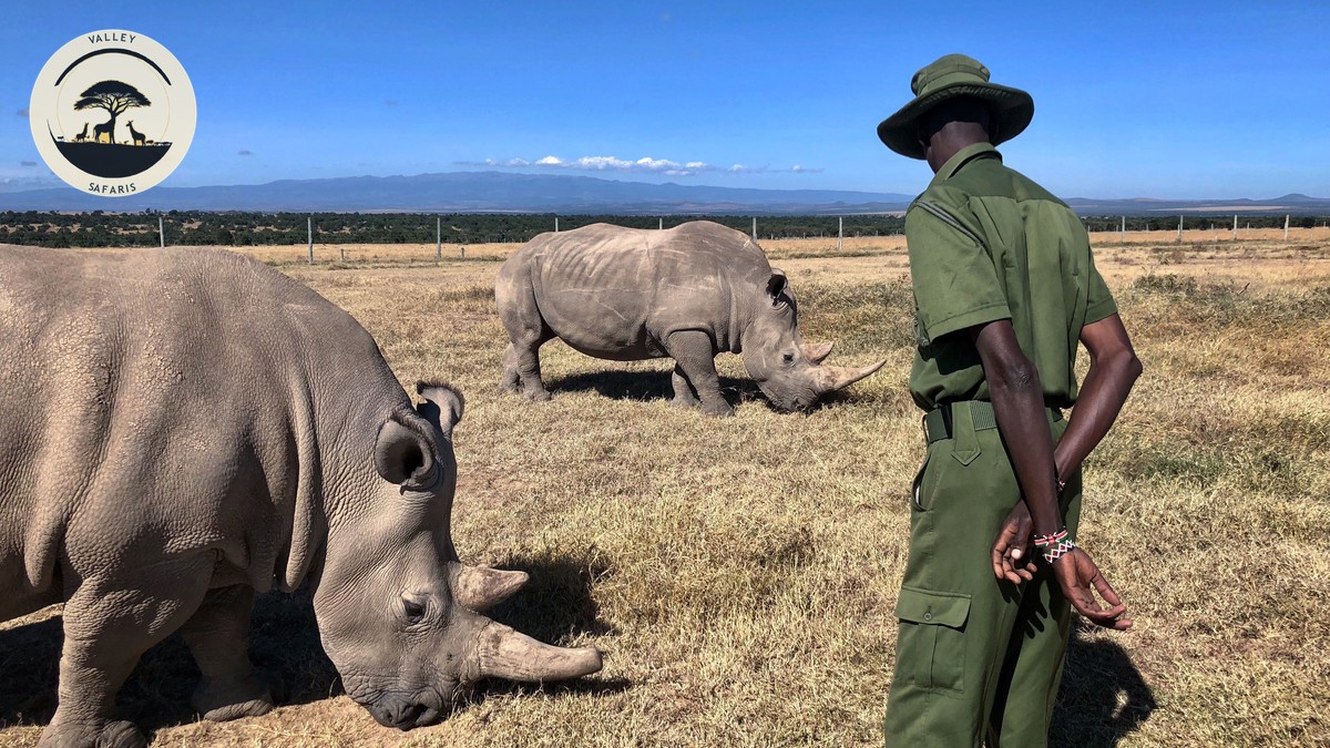 Ol Pejeta vs Lewa vs Borana: Laikipia Conservancies Compared - photo 2