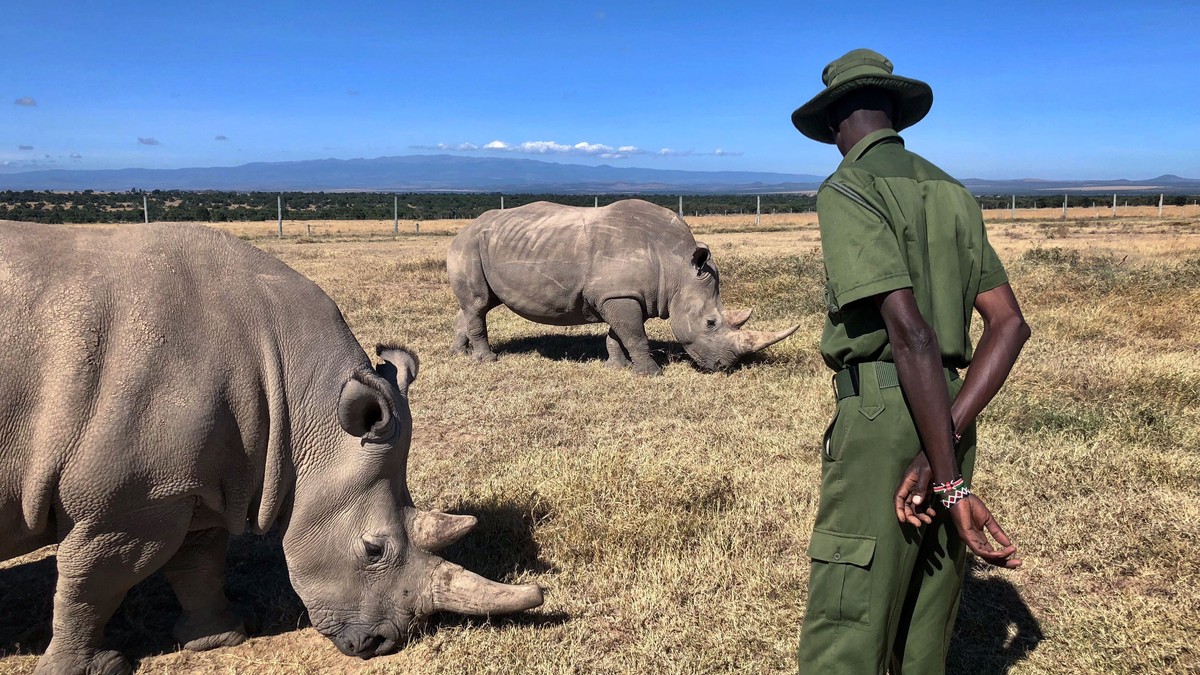 Why Laikipia Conservancy Safari Suits Repeat Visitors