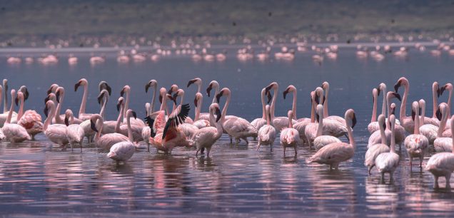 Lake Bogoria